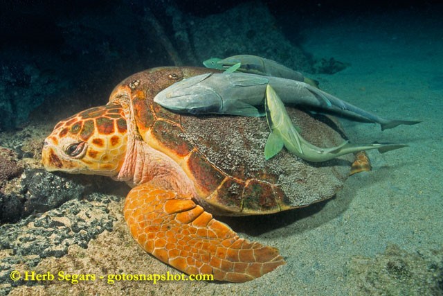 loggerhead-sea-turtle-interactions